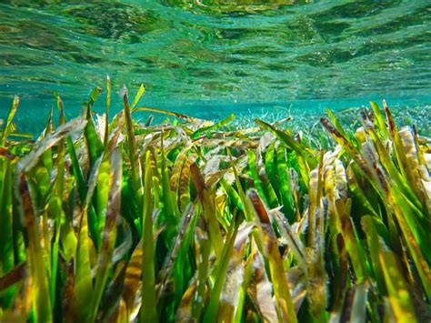 La Posidonia Oce Nica El Tesoro Natural De Baleares El Ecoturista