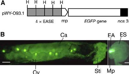 Specific Gfp Gene Expression Under The Control Of The Ease A