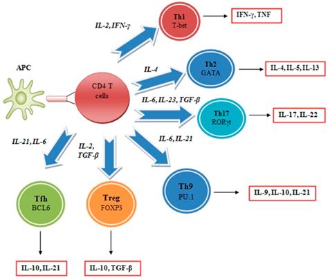 Ijms Free Full Text Mechanisms And Pplications Of Nterleukins In