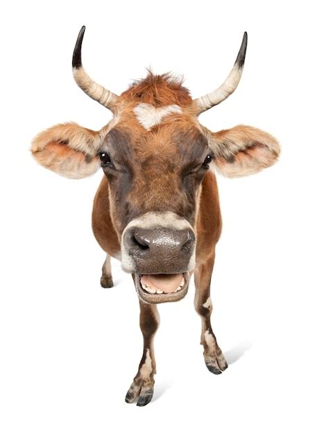 Premium Photo | Brown jersey cow on a white isolated