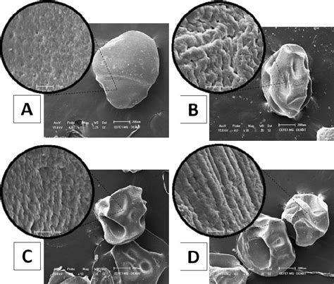 Sem Photomicrographs 50x And 1000x Magnification Of The Surface Of Download Scientific