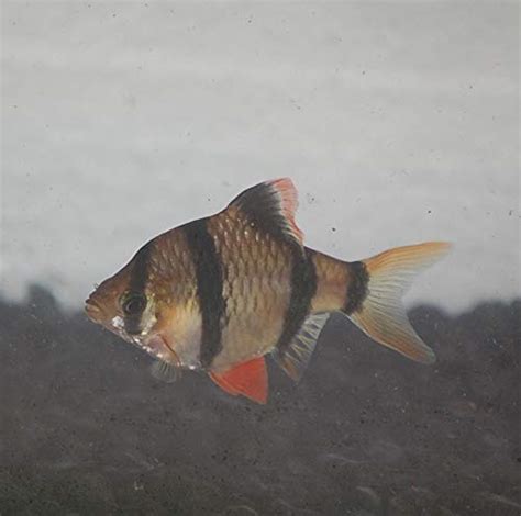 types  barb fish  comprehensive guide   species