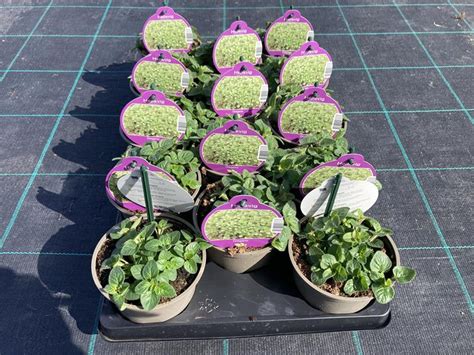 Origanum Vulgare Compactum Plant Wholesale FlorAccess