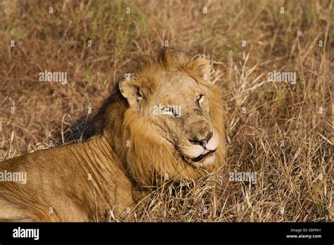 Lion Resting In Long Grass South Africa Stock Photo Alamy