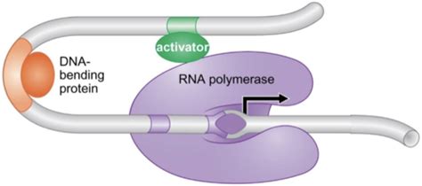 Rna Basics Transcription Flashcards Quizlet