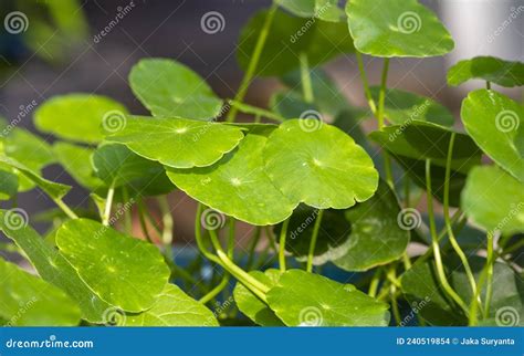 Close Up Of Daun Pegagan Centella Asiatica Leaves In Shallow Focus