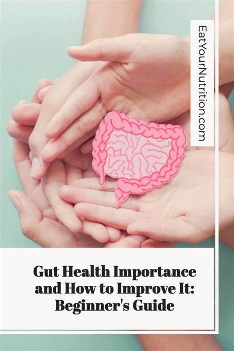 Unlocking The Secrets A Beginners Guide To Optimal Gut Health