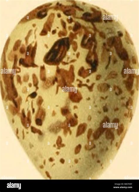 Eggs Of British Birds With An Account Of Their Breeding Habits Limicolae With 54 Coloured