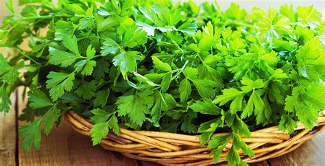 Parsley Benefits, Nutrition Facts, Uses and Recipes - Dr. Axe