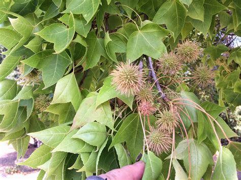 Trees Of Santa Cruz County Liquidambar Formosana Chinese Or Formosan