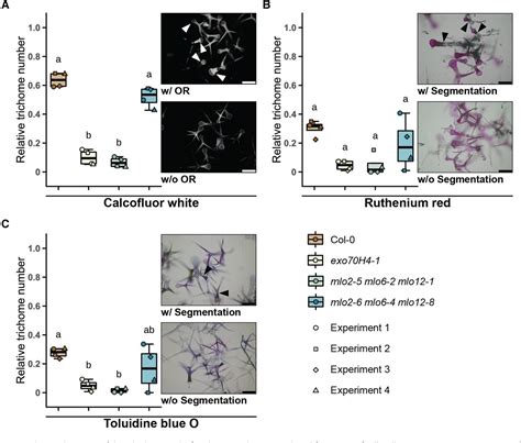 Figure From Interplay Of Exo And Mlo Proteins Modulates Trichome