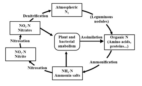 Describe Nitrogen Cycle With The Help Of A Schematic Diagram