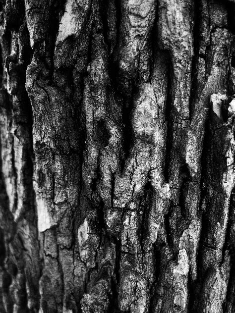 Bark In Low Key Bandw Free Stock Photo Public Domain Pictures