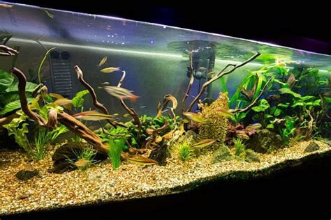 Plantas Acu Ticas Ideales Para Acuario De Peces Tropicales