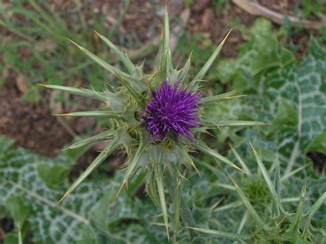 Gewöhnliche Mariendistel am Weg zur Ermita de Betlem Mall Flickr