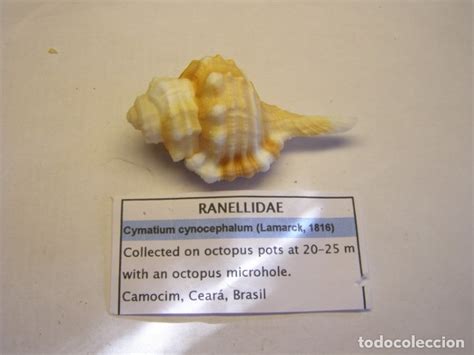 caracol snail shell cymatium cynocephalum. - Comprar Malacología en ...