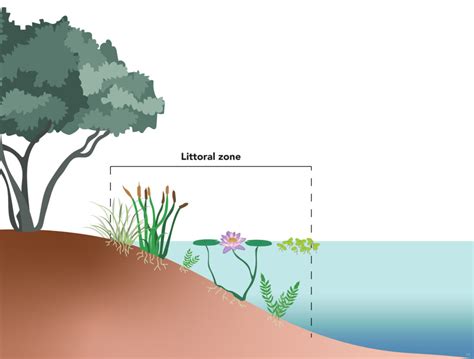 Littoral Zone Plants: Nature's Water-Cleaning Wonders | Naples ...