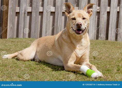 Dog With Injured Paw Stock Photo Image Of Body Injury 129338714