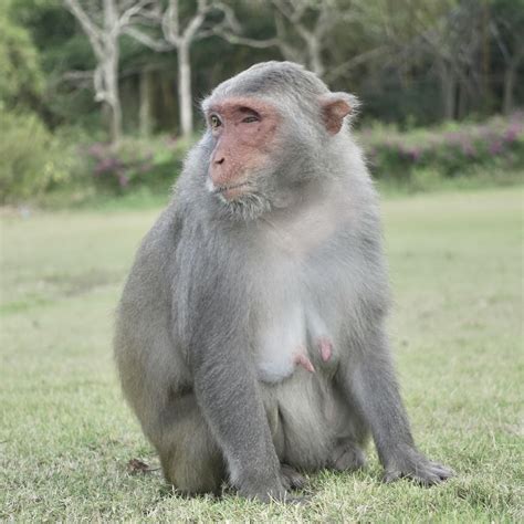 An old monkey (ZV1 @70mm no crop) NSFW : r/SonyAlpha