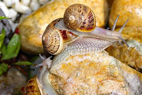 Snails Shell Mollusk Free Photo On Pixabay Pixabay