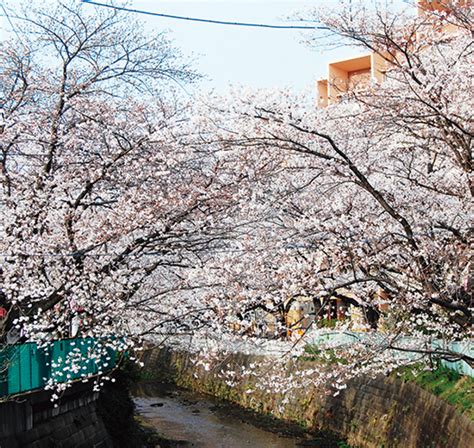 麻生川桜まつり 30日にメインイベント よさこい、唄など賑やかに 麻生区 タウンニュース