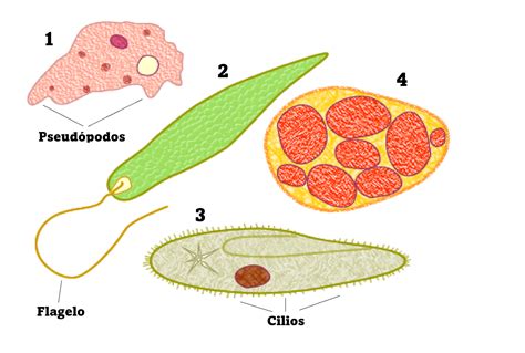 El Reino Protoctista Los Protozoos Y Las Algas Reinos De Los Seres Vivos