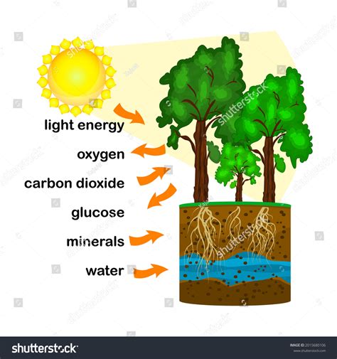 Photosynthesis Diagram Process Plant Produce Oxygen Stock Vector