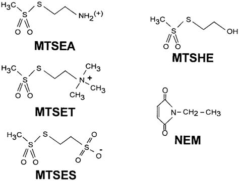 Chemical Structures For The Thiol Specific Reagents Used In This Study