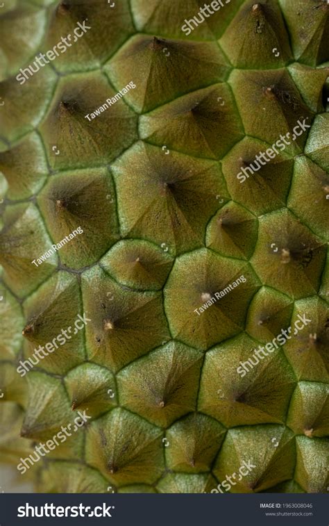 Durian Texture Over Royalty Free Licensable Stock Photos