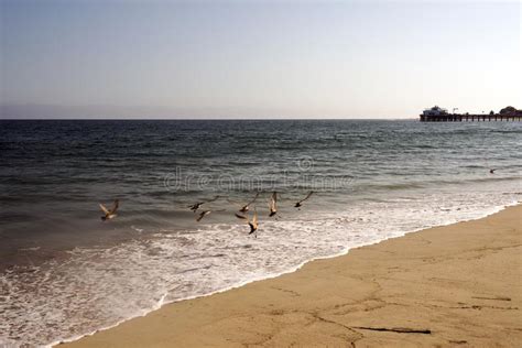 A View of Malibu Beach and a Bird Stork Flying Over the Ocean in ...