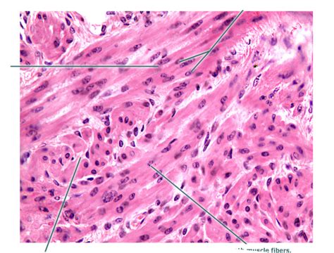 Smooth Muscle Tissue Diagram Quizlet