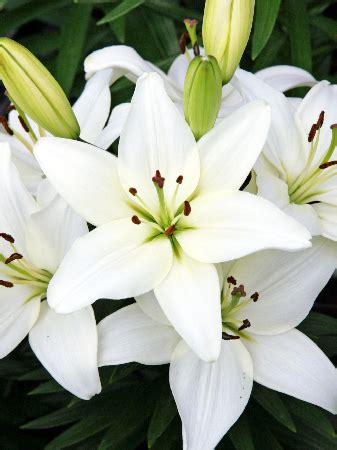 Lilium Tiny Crystal Asiatic Lily Countryside Tree Farms