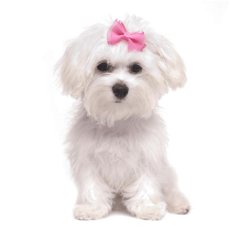 Maltese Dog - What Dog Breed