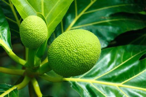 Breadfruit Free Stock Photo Public Domain Pictures