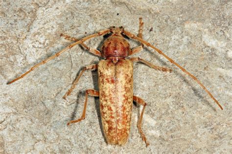 Red Oak Borer Enaphalodes Rufulus Photo Tom Murray Photos At