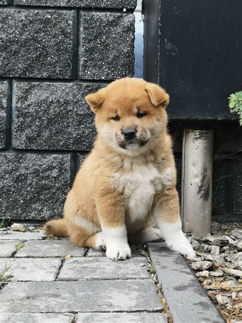 Shiba Inu Suczka Zkwp Fci St Szew Olx Pl