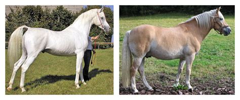 Horse Breeds Of The Week Arabo Friesian Arab Haflinger