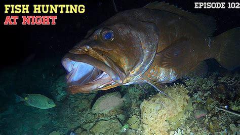 NIGHT SPEARFISHING EPISODE 102 FISH HUNTING AT NIGHT YouTube