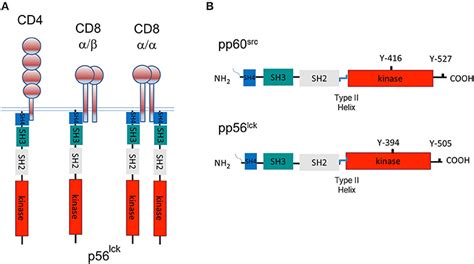 Frontiers How The Discovery Of The Cd4cd8 P56lck Complexes Changed