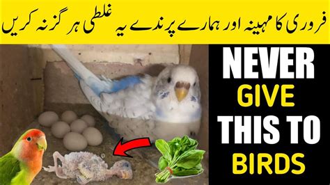 Never Give These Foods To Your Budgies Lovebirds In Urdu Hindi