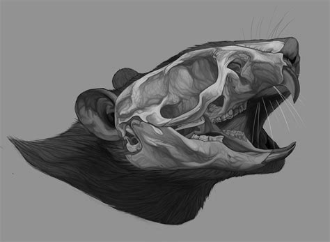 Anatomic Study Rats Skull Behance