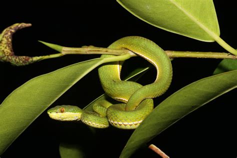 Ular Asli Indonesia Ular Hijau Ekor Merah Trimeresurus Albolabris