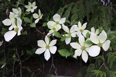 Pacific Dogwood – FRANKIE | WILDFLOWERS | MORE