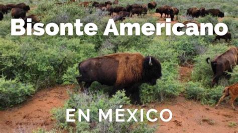 Bisonte Americano En M Xico Youtube