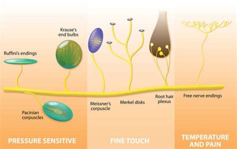 The Senses The Somatosensory System Dana Foundation