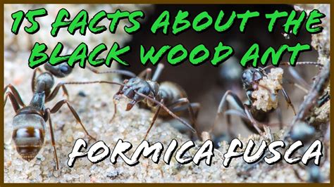 15 Fact About The Black Wood Ant Formica Fusca Youtube