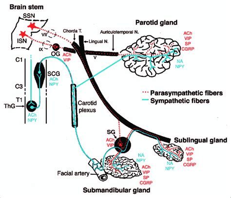 Parotid gland infection treatment antibiotic