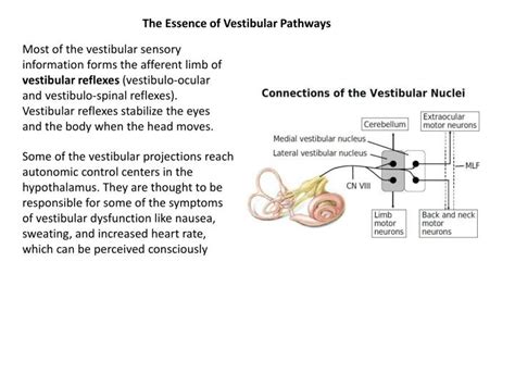 Ppt Vestibular System Powerpoint Presentation Id2378670