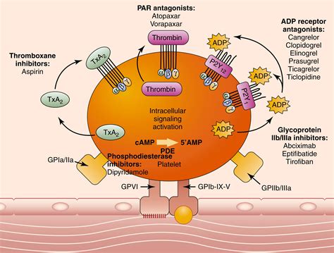 Antiplatelet Agents Clinical Tree