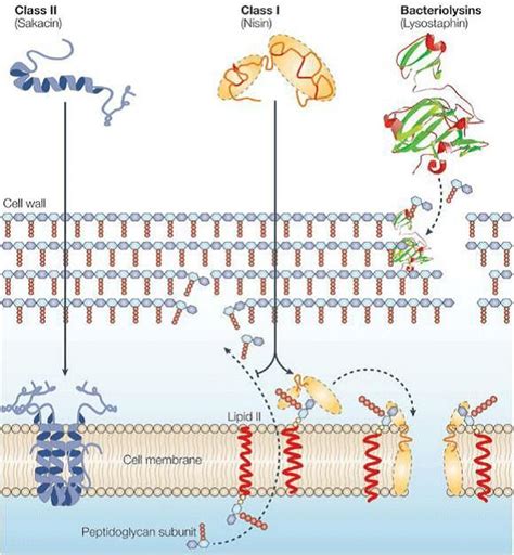 Fermentation Processes Using Lactic Acid Bacteria Producing ...